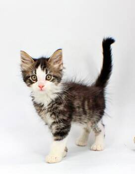 Ivan -  Domestic Medium Hair and Domestic Short Hair Cat Available for Adoption in Morton Grove, Illinois - Ivan | PetCurious