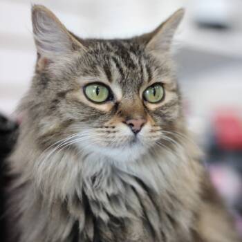 Rescue Domestic Long Hair Cats for Adoption in Las Vegas, Nevada - Mimi | PetCurious