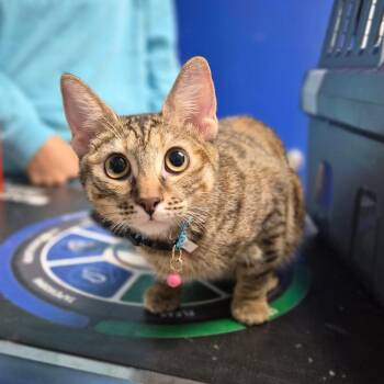 Pork Hash -  Domestic Short Hair Cat for Adoption in Wahiawa, Hawaii - Pork Hash | PetCurious