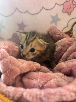 Waddles -  Domestic Short Hair Cat for Adoption in Randolph, Alabama - Waddles | PetCurious