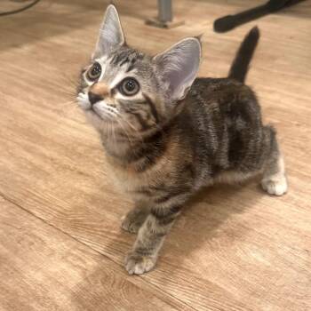 Domestic Short Hair Cats Available for Adoption in Grantsville, Utah - Carmella | PetCurious