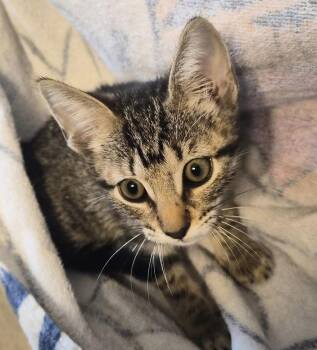 Candy -  Tabby Cat for Adoption in Montgomery, Texas - Candy | PetCurious