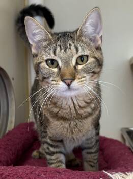 Banana Boo Boo -  Domestic Short Hair Cat for Adoption in Franklin Township, New Jersey - Banana Boo Boo | PetCurious