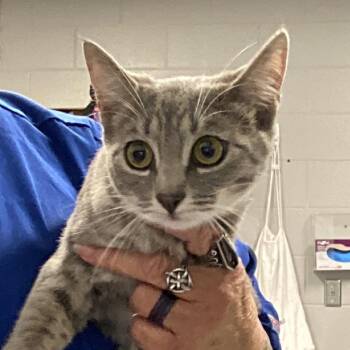 Domestic Short Hair Cats Available for Adoption in Greenville, South Carolina - Ashe | PetCurious