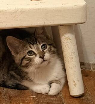 Domestic Short Hair Cats Available for Adoption - Pekoe T | PetCurious