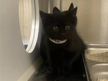 Domestic Short Hair Cats Available for Adoption in Tustin, California - SIR EINSTEIN | PetCurious
