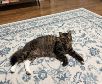 Rescue Domestic Long Hair Cats for Adoption in Richardson, Texas - Catelyn | PetCurious