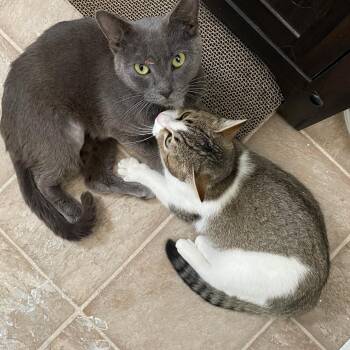 Russian Blue Cats Available for Adoption - Susie Q | PetCurious