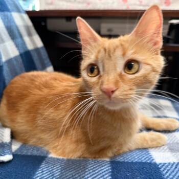 Domestic Short Hair Cats Available for Adoption - Honey Bunny | PetCurious
