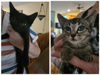 Rescue Domestic Short Hair Cats for Adoption in Minneapolis, Minnesota - Penelope & Zero | PetCurious