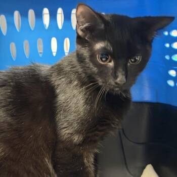 Uriah -  Domestic Short Hair Cat for Adoption in New York, New York - Uriah | PetCurious