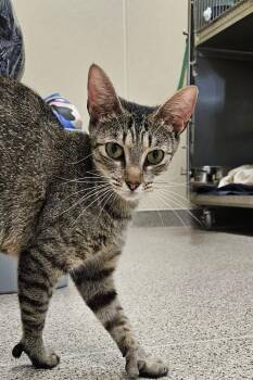 Espresso -  Domestic Short Hair Cat for Adoption in Disputanta, Virginia - Espresso | PetCurious