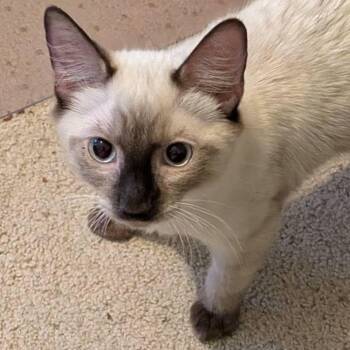 Kanoa -  Siamese and Domestic Short Hair Cat for Adoption in San Tan Valley, Arizona - Kanoa | PetCurious