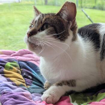 Domestic Short Hair Cats Available for Adoption in Quincy, Ohio - Scarlet | PetCurious