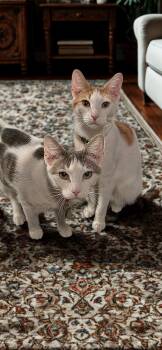 Domestic Short Hair Cats Available for Adoption - Adopt Love X2: Meet Dallas & Denver | PetCurious