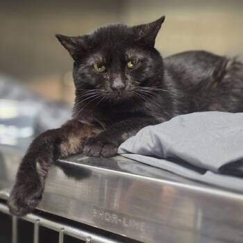 Honor 21 -  Domestic Short Hair Cat for Adoption in Philadelphia, Pennsylvania - Honor 21 | PetCurious