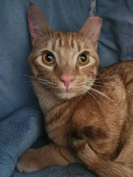 Blondie -  Domestic Short Hair Cat for Adoption in Powdersville, South Carolina - Blondie | PetCurious