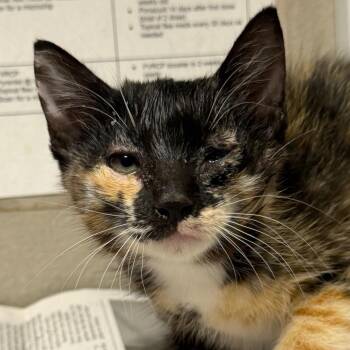 Mary Marble -  Domestic Medium Hair Cat for Adoption in Yuma, Arizona - Mary Marble | PetCurious