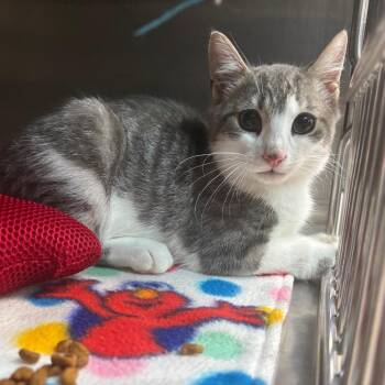 Willem Dafoe -  Domestic Short Hair Cat for Adoption in Newark, New Jersey - Willem Dafoe | PetCurious