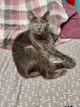 Violet -  American Shorthair Cat for Adoption in Scottsburg, Indiana - Violet | PetCurious