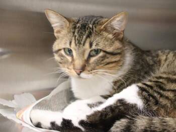 Domestic Short Hair Cats Available for Adoption in St. Louis, Missouri - HURLEY | PetCurious