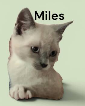 Miles -  Domestic Short Hair Cat for Adoption in Weems, Virginia - Miles | PetCurious