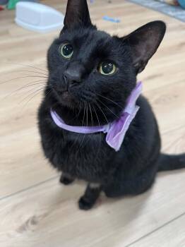 Diesel -  Domestic Short Hair Cat for Adoption in West Lafayette, Indiana - Diesel | PetCurious