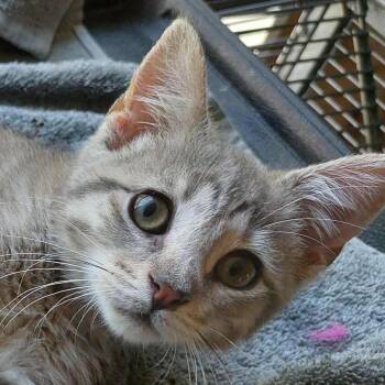 Rescue Tabby and Domestic Short Hair Cats for Adoption in Harrisburg, Pennsylvania - Posey | PetCurious