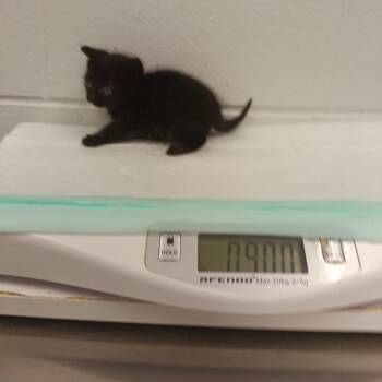 Domestic Medium Hair Cats Available for Adoption in Chattanooga, Tennessee - Skeeter | PetCurious