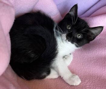 Ninja -  Tuxedo Cat for Adoption in Hood River, Oregon - Ninja | PetCurious