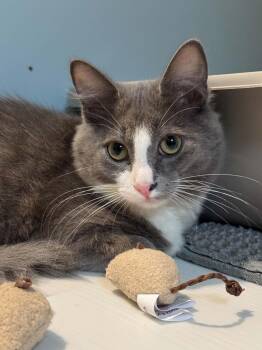 Ren AND Lux -  Domestic Medium Hair Cat for Adoption in Rochester, New Hampshire - Ren AND Lux | PetCurious
