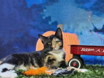 Rescue Torbie Cats for Adoption in Schenectady, New York - Callie | PetCurious