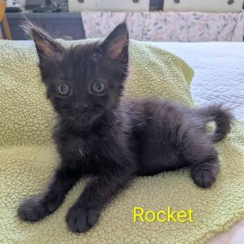 ROCKET -  Domestic Medium Hair Cat for Adoption in Auburn, California - ROCKET | PetCurious