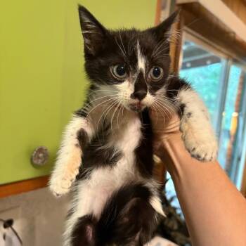 Bug Eich-EE -  Domestic Short Hair Cat Available for Adoption in Tallahassee, Florida - Bug Eich-EE | PetCurious