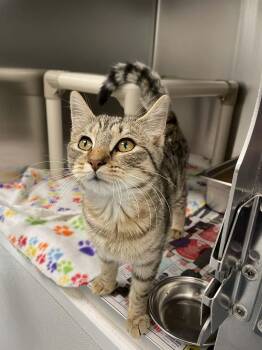 Domestic Short Hair Cats Available for Adoption in Covington, Virginia - Beni | PetCurious