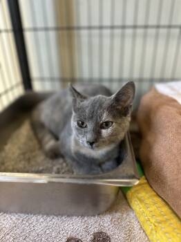 Rescue Domestic Short Hair Cats for Adoption in Myerstown, Pennsylvania - Flower | PetCurious