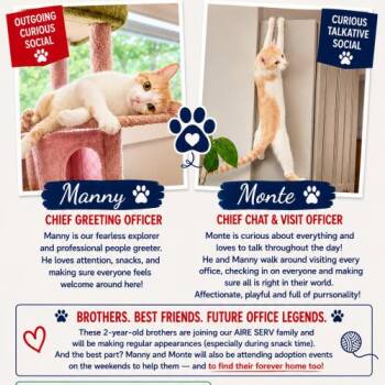 Manny -  Tabby and Domestic Short Hair Cat for Adoption in Knoxville, Tennessee - Manny | PetCurious