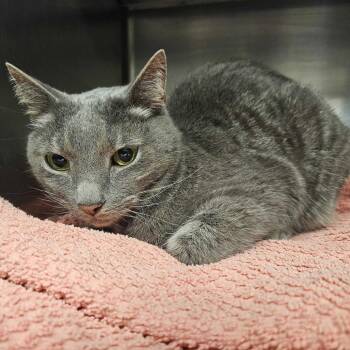 Strawberry Frog -  Domestic Short Hair Cat for Adoption in Manchester, New Hampshire - Strawberry Frog | PetCurious