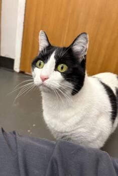 Domestic Short Hair Cats Available for Adoption in Green Bay, Wisconsin - Bessie | PetCurious