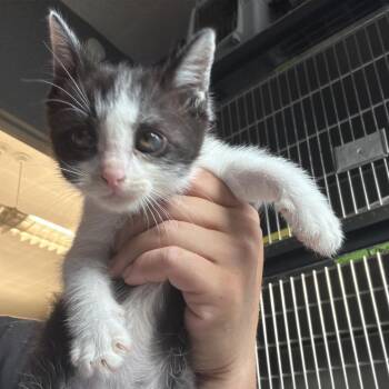 Velcro -  Domestic Medium Hair Cat for Adoption in Potomac, Maryland - Velcro | PetCurious
