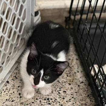 Phoenix -  Domestic Short Hair Cat for Adoption in Gonzales, Louisiana - Phoenix | PetCurious