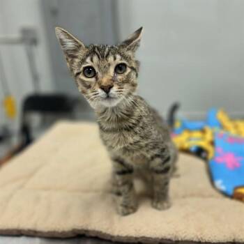CHIP - ADOPTION PENDING -  Domestic Short Hair Cat for Adoption in Ontario, California - CHIP - ADOPTION PENDING | PetCurious
