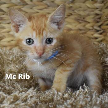 McRib -  Domestic Short Hair Cat for Adoption in Yuma, Arizona - McRib | PetCurious