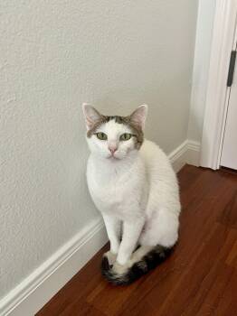Elizabeth -  Domestic Short Hair Cat for Adoption in Round Rock, Texas - Elizabeth | PetCurious