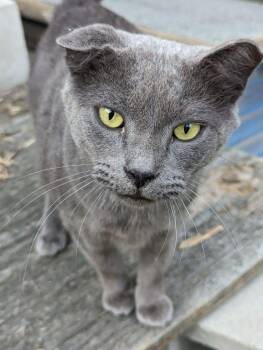 Rescue Domestic Short Hair Cats for Adoption in Washington, North Carolina - Tober | PetCurious