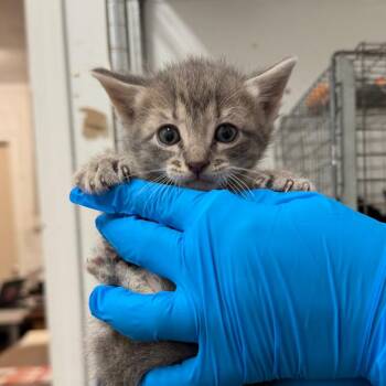 Luke Cage -  Domestic Short Hair Cat for Adoption in Edinburg, Texas - Luke Cage | PetCurious