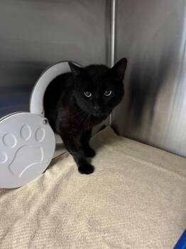 STORM -  Domestic Short Hair Cat Available for Adoption in Salinas, California - STORM | PetCurious