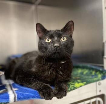 Rescue Domestic Short Hair Cats for Adoption in Montreal, Quebec - Bb | PetCurious