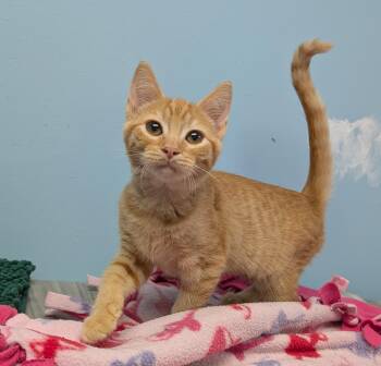 Georgia -  Domestic Short Hair Cat for Adoption in Smithfield, North Carolina - Georgia | PetCurious