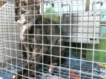 Domestic Short Hair Cats Available for Adoption in Houston, Texas - APPLE | PetCurious